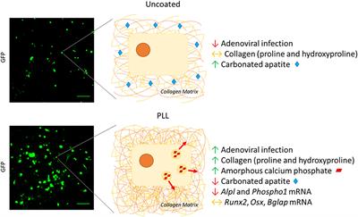 Commentary: A Cost-Effective Method to Enhance Adenoviral Transduction of Primary Murine Osteoblasts and Bone Marrow Stromal Cells